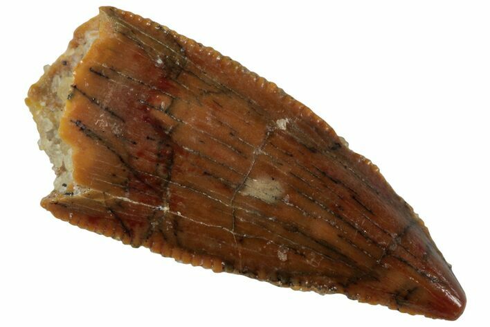 Serrated, Raptor Tooth - Real Dinosaur Tooth #224190